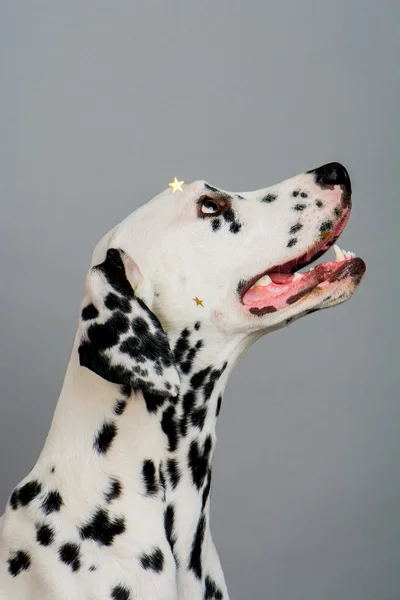 Joven macho dálmata — Foto de Stock