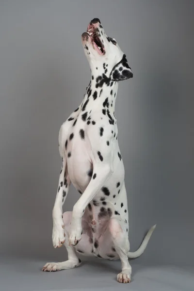 Jonge mannelijke Dalmatiër Stockfoto