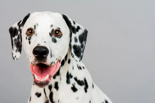 Young Male Dalmatian Stock Image