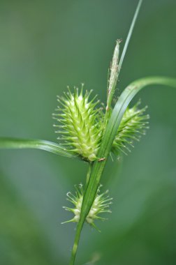 Sulak alan bitki tohumları