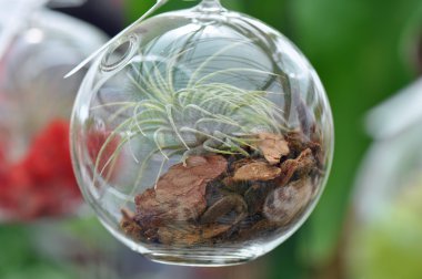 Cam Küre Terrarium