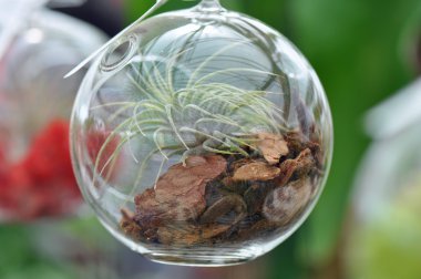 Glass Sphere Terrarium clipart