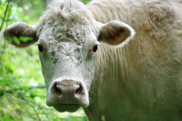 Vaca domesticada — Foto de Stock