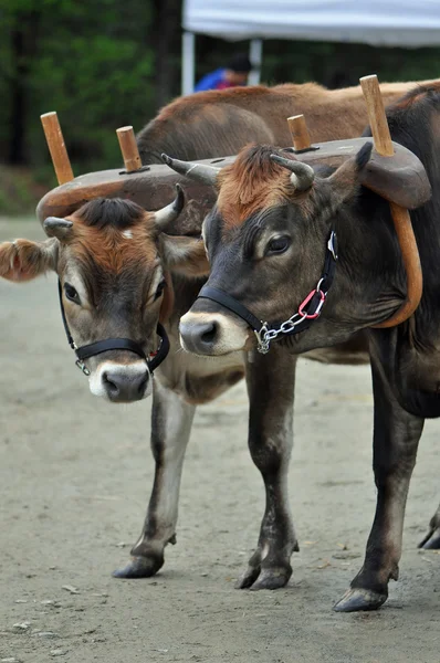 Vacas domésticas — Foto de Stock