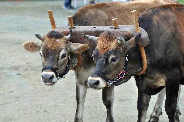 Vacas domesticadas — Fotografia de Stock