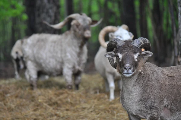 Cabras —  Fotos de Stock