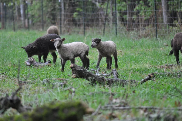 Cabras — Foto de Stock