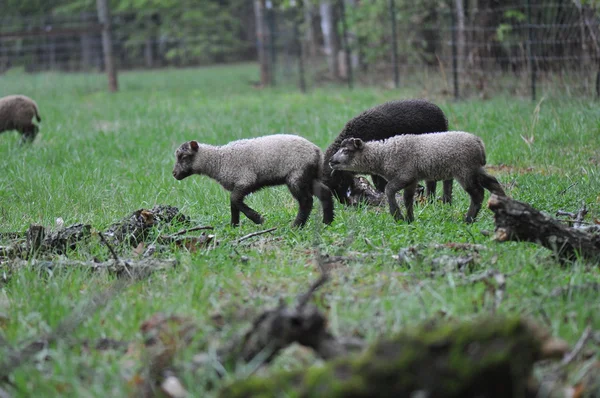 Cabras — Foto de Stock