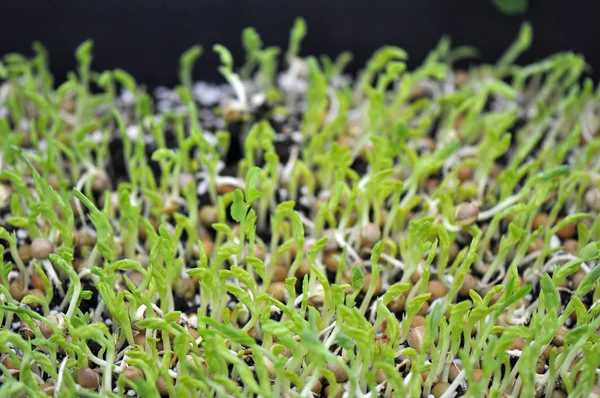 Microgreen kruiden — Stockfoto