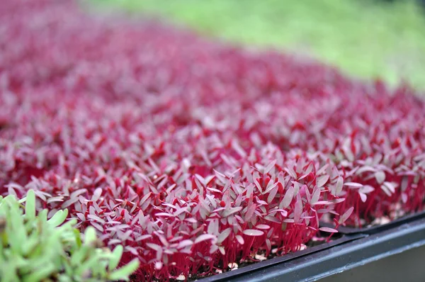 Microgreen 허브 — 스톡 사진