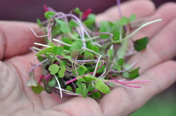 Microgreen otlar