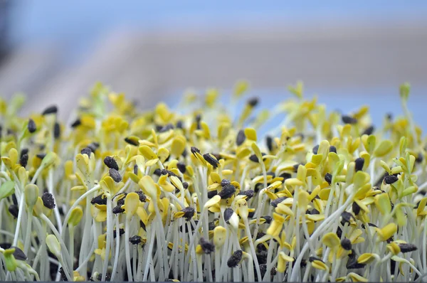 Microgreen otlar
