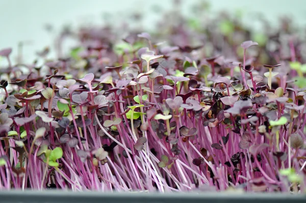 Microgreen otlar — Stok fotoğraf