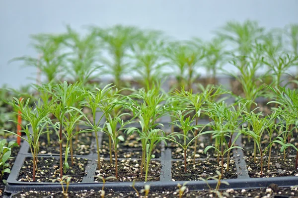 Microgreen gyógynövények — Stock Fotó