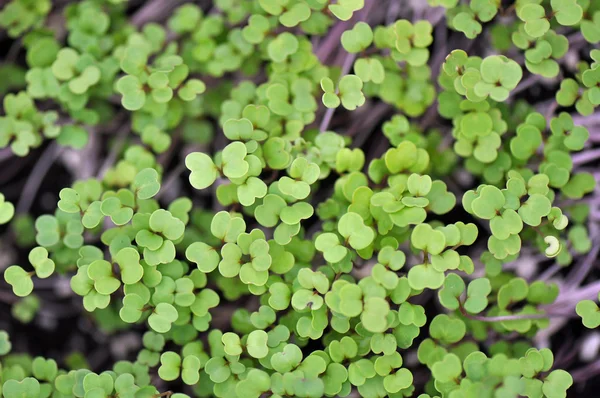 Microgreen otlar
