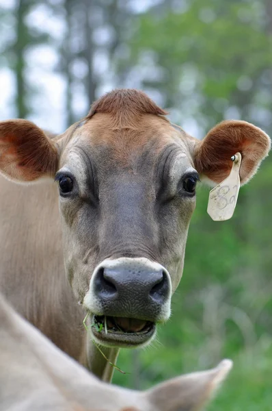 Vacas lecheras — Foto de Stock