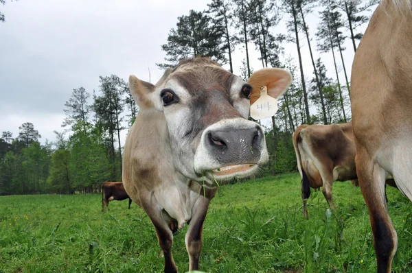 Vaches laitières — Photo