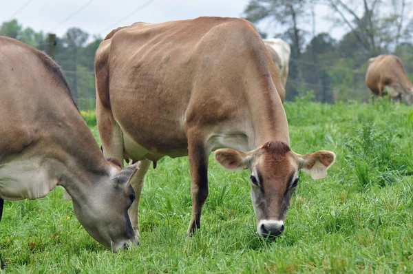 Vacas lecheras — Foto de Stock