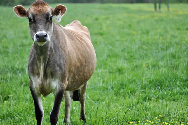 Vacas lecheras — Foto de Stock