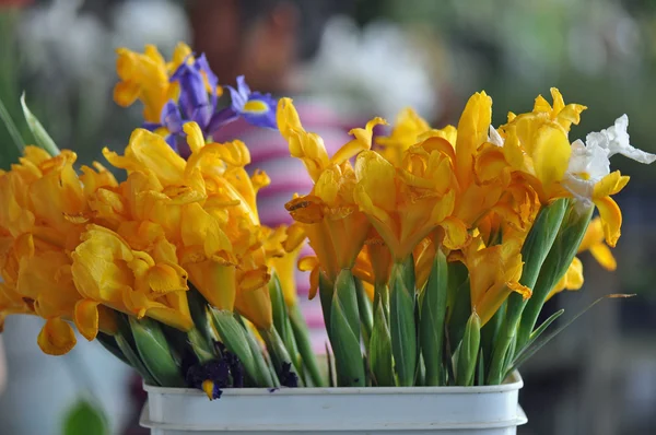 Iris квіти Ліцензійні Стокові Фото