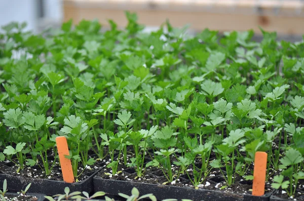 Microgreen bylinky Stock Fotografie