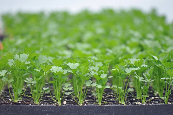 Microgreen bylinky Stock Obrázky