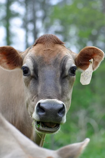 Vacas leiteiras Imagem De Stock