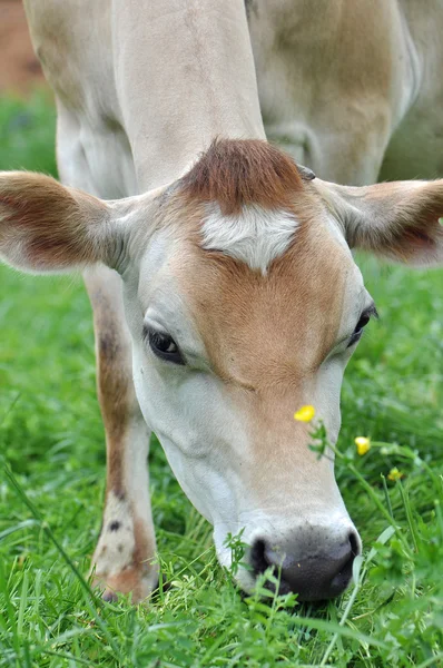 Vacas leiteiras Imagem De Stock