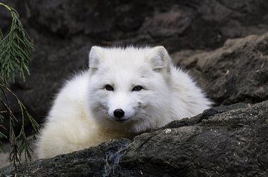 Kutup tilkisi dinlenme