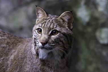 Kuzey Amerika Bobcat portre