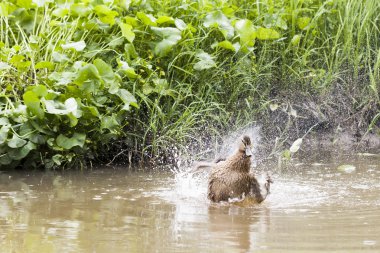 Kendisi bir su yıkama ördek