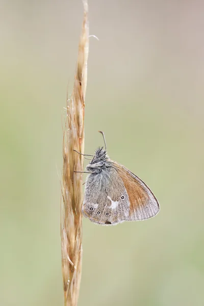 Pequeña mariposa naranja sobre paja de planta — Foto de Stock