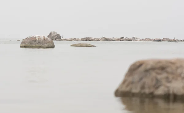 Heron pták stojí na skále — Stock fotografie