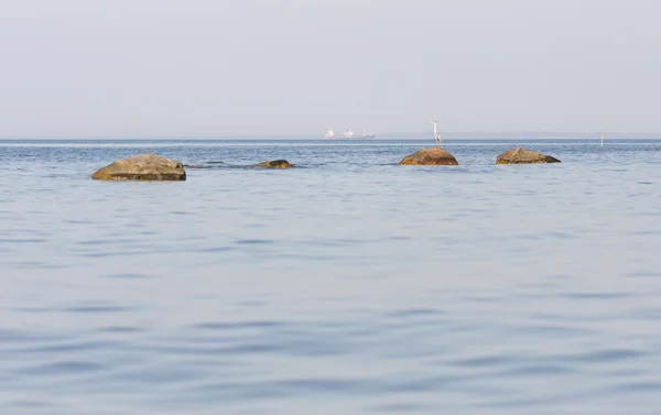 Heron uccello stare su una roccia — Foto Stock