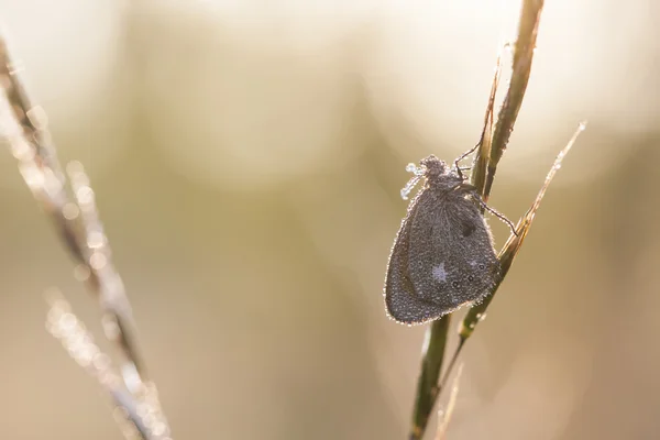 Marrón mariposa húmeda en una paja de la planta — Foto de Stock