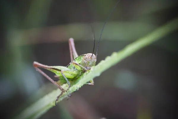 Grasshopper on a green plant leaf — Stock Photo, Image