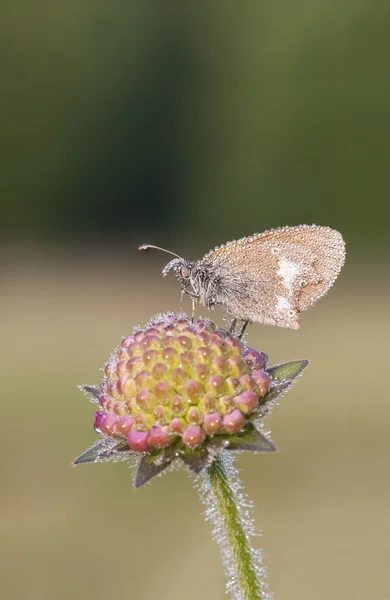 Marrón húmedo mariposa en una flor — Foto de Stock