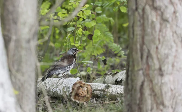 Jay bird sits on a broken tree beam