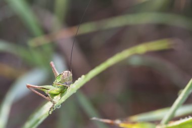 Çekirge üzerindeki yeşil bitki yaprak