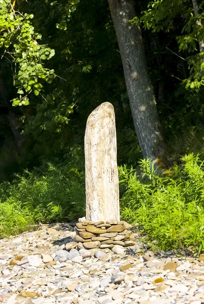 Oude gepelde boom vloeit voort op stenen — Stockfoto