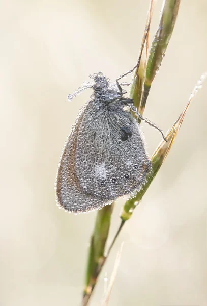 Marrón mariposa húmeda en una paja de la planta — Foto de Stock