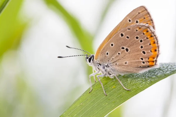 Помаранчева коричнева метелик на рослинному листі — стокове фото
