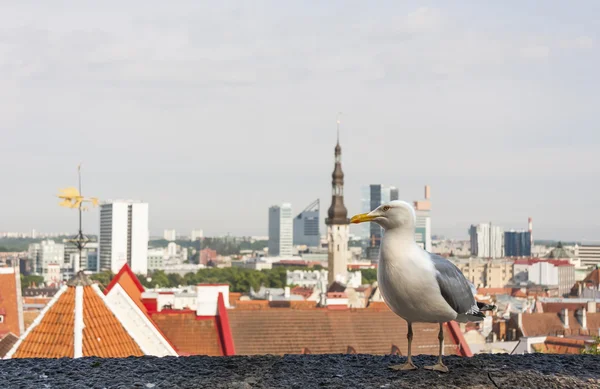 MEW i panoramę miasta Tallin — Zdjęcie stockowe