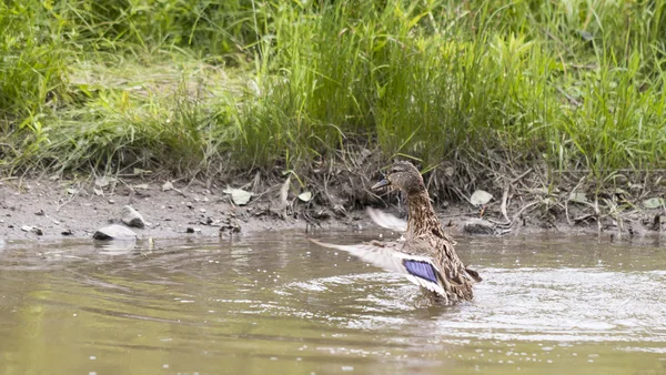 Pato se lavando em uma água — Fotografia de Stock