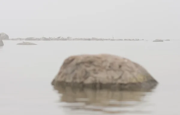 Heron pták stojí na skále — Stock fotografie