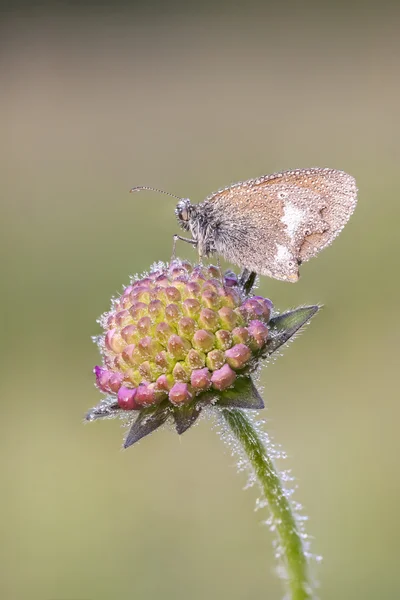 Brun våt butterfy på en blomma — Stockfoto