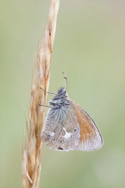 Pequeña mariposa naranja sobre paja de planta — Foto de Stock