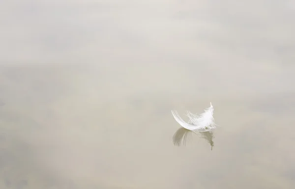 Piuma di uccello bianco sull'acqua — Foto Stock