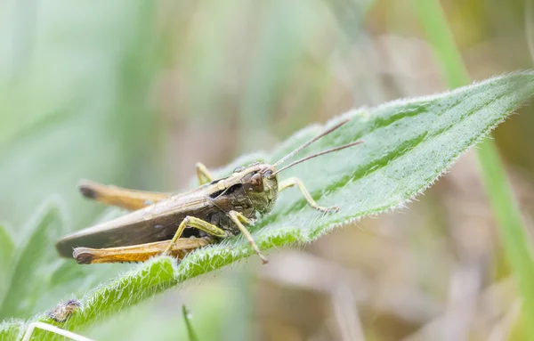 Saltamontes marrón sobre una hoja de hierba —  Fotos de Stock