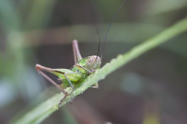 Çekirge üzerindeki yeşil bitki yaprak